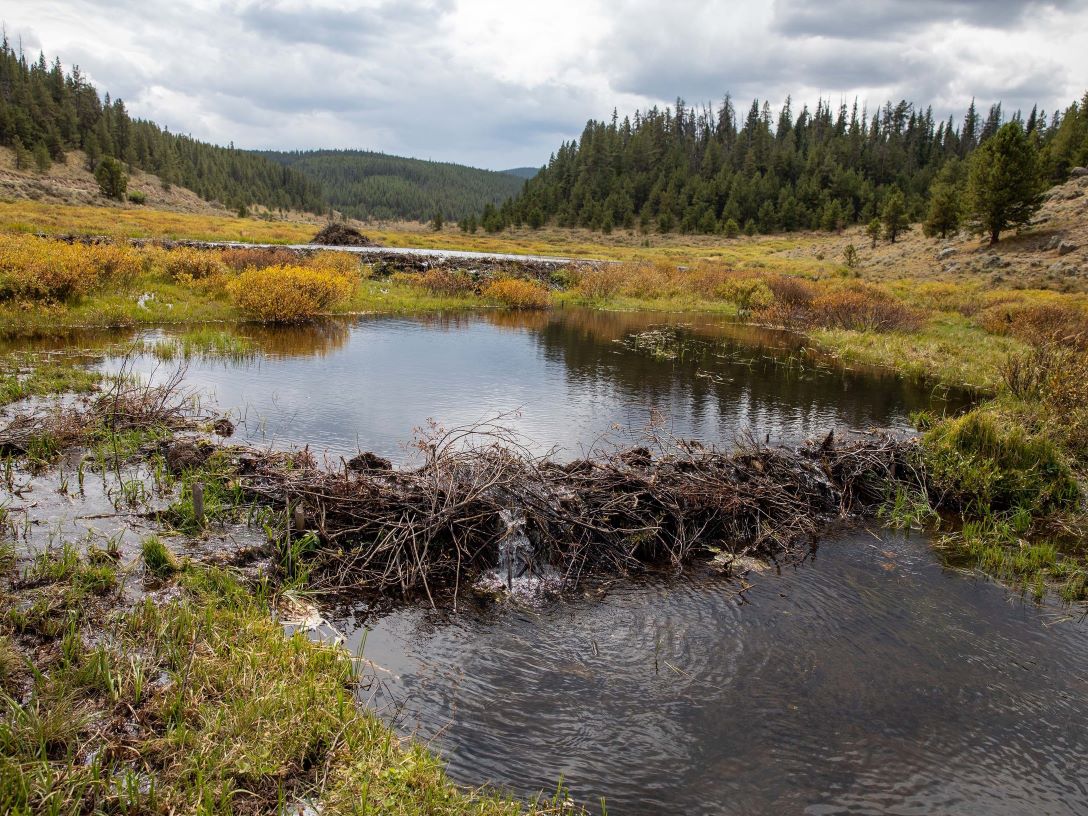 North American Wetland Restoration